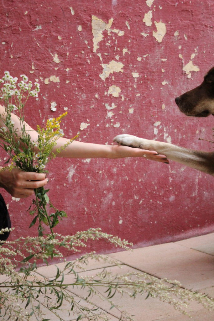 Kräuter Strausberg Hundepfote Kräuterwanderung Kräutersammeln Beifuß Blumenstrauß