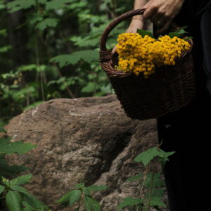 Naturerleben Kräuterexkursion Kräuterkurs Kräuterwanderung healthy Larissa Jahreskreisfest Wildkräuter Naturwanderung Strausberg MOL Brandenburg healthyorbis Kräuterwanderungbrandenburg