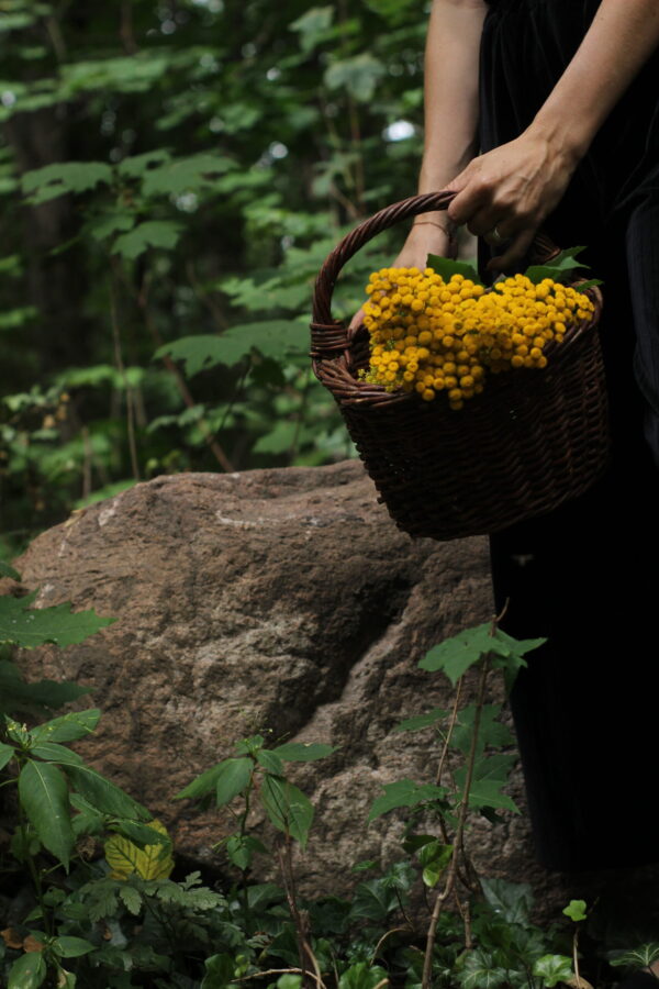Naturerleben Kräuterexkursion Kräuterkurs Kräuterwanderung healthy Larissa Jahreskreisfest Wildkräuter Naturwanderung Strausberg MOL Brandenburg healthyorbis Kräuterwanderungbrandenburg