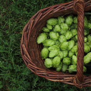 Naturerleben Kräuterexkursion Kräuterkurs Kräuterwanderung healthy Larissa Jahreskreisfest Wildkräuter Naturwanderung Strausberg MOL Brandenburg healthyorbis Kräuterwanderungbrandenburg