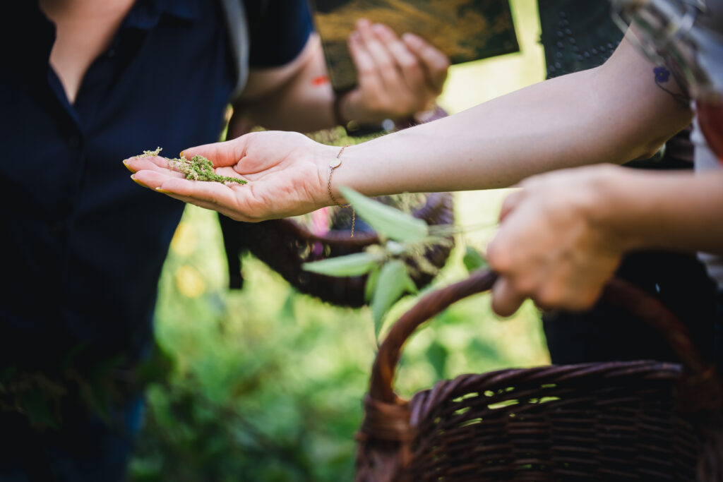 Teamevent Teamtag Gesundheitsprävention Unternehmen Mitarbeiter Kräuterwanderung Wildkräuter Wildkräuterwanderung Naturerlebnis Naturentdecken Firmenevent Strausberg Märkischoderland MOL Ostbrandenburg 15344 healthyorbis Larissaschulz
